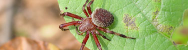 Spider on a leaf