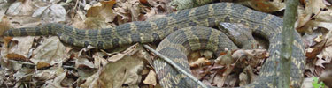 Water Snake