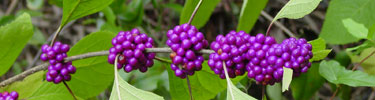 Beautyberry