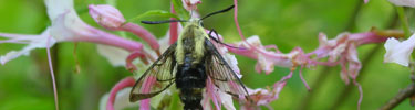 clearwing-hummingbird-moth