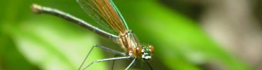 Damselfly