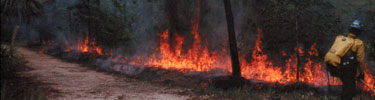 Managed Burn at Little River