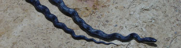 Grey Rat Snake