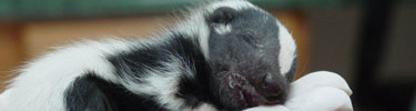 Sleeping Baby Skunk