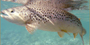 Brown Trout Brown Trout