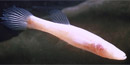 Eyeless cave fish Eyeless cave fish