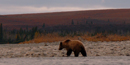 Grizzly bear meandering along the shoreline of the Noatak River during fall colors. Grizzly bear meandering along the shoreline of the Noatak River during fall colors.