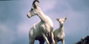 A mother and baby Dall Sheep stand on a rocky hillside. A mother and baby Dall Sheep stand on a rocky hillside.