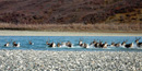27 caribou, with tails held high, leave a gravel bar to splash and swim across a blue river on a fall day. 27 caribou, with tails held high, leave a gravel bar to splash and swim across a blue river on a fall day.