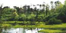 Wetlands area at Ocmulgee National Monument Wetlands area at Ocmulgee National Monument