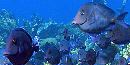 Bluetang fish Bluetang fish