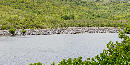 Mangrove Forest at Salt River Bay Mangrove Forest at Salt River Bay