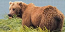 Photograph of a brown bear Photograph of a brown bear