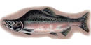 An illustration of an adult pink salmon An illustration of an adult pink salmon
