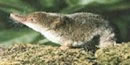 Photograph of a shrew Photograph of a shrew