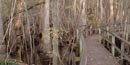 Boardwalk through Beidler Forest Boardwalk through Beidler Forest