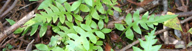 Fern