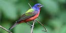 Male painted bunting, photographed by Roger Clark Male painted bunting, photographed by Roger Clark