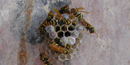 Wasps, locally called Jack Spaniard in their nest. Wasps, locally called Jack Spaniard in their nest.
