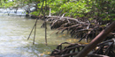 view of mangrove trees with their distinctive aireal roots along the shoreline. view of mangrove trees with their distinctive aireal roots along the shoreline.
