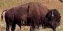 Bison Bison