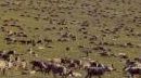Caribou Herd Caribou Herd