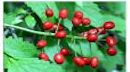Baneberry Baneberry
