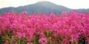 Fireweed Fireweed