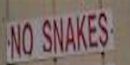 Snake-Free Zone! Snake-Free Zone!