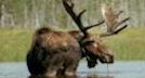 Bull Moose Bull Moose