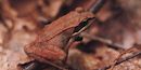 Wood Frog Wood Frog