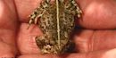 Boreal Toad Boreal Toad