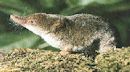 Shrew Shrew