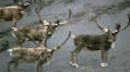 caribou caribou