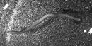 Iceworms exist in Alaskan glaciers Iceworms exist in Alaskan glaciers