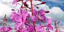 Fireweed is striking Fireweed is striking