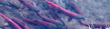 Spawning sockeye salmon