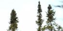 Black Spruce Black Spruce