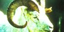Dall Sheep Dall Sheep