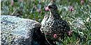 Willow Ptarmigan Willow Ptarmigan