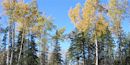 Quaking aspen along the road Quaking aspen along the road