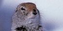 Arctic Ground Squirrel Arctic Ground Squirrel