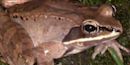 Wood Frog Wood Frog