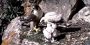 Peregrine Falcon with chicks Peregrine Falcon with chicks