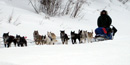 Musher on the Yukon Quest Dogsled Race Musher on the Yukon Quest Dogsled Race