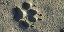Wolf track Wolf track