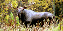 Bull moose at Slavens Cabin Bull moose at Slavens Cabin