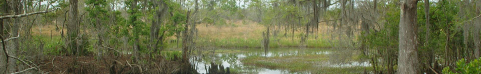 Image of swamp, bayou, and marsh