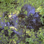 Image of floating salvinia plant on dark blue water