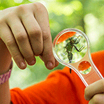 Child's hands holding a dragonfly and a magnifying glass